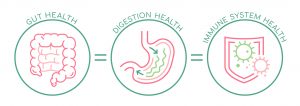 Gut health and digestion equals immune health diagram