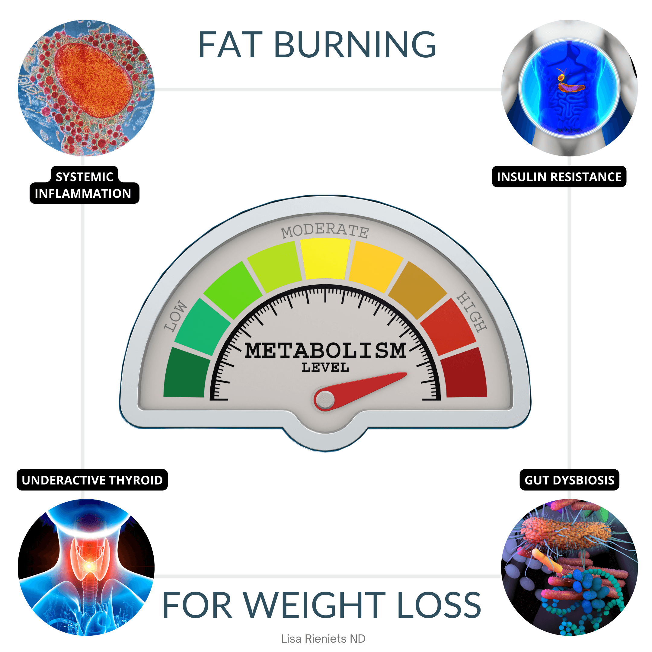 Four most common metabolic imbalances connected to weight loss and fat burning difficulties are Gut dysbiosis, Systemic inflammation, Insulin resistance, and an Underactive thyroid.