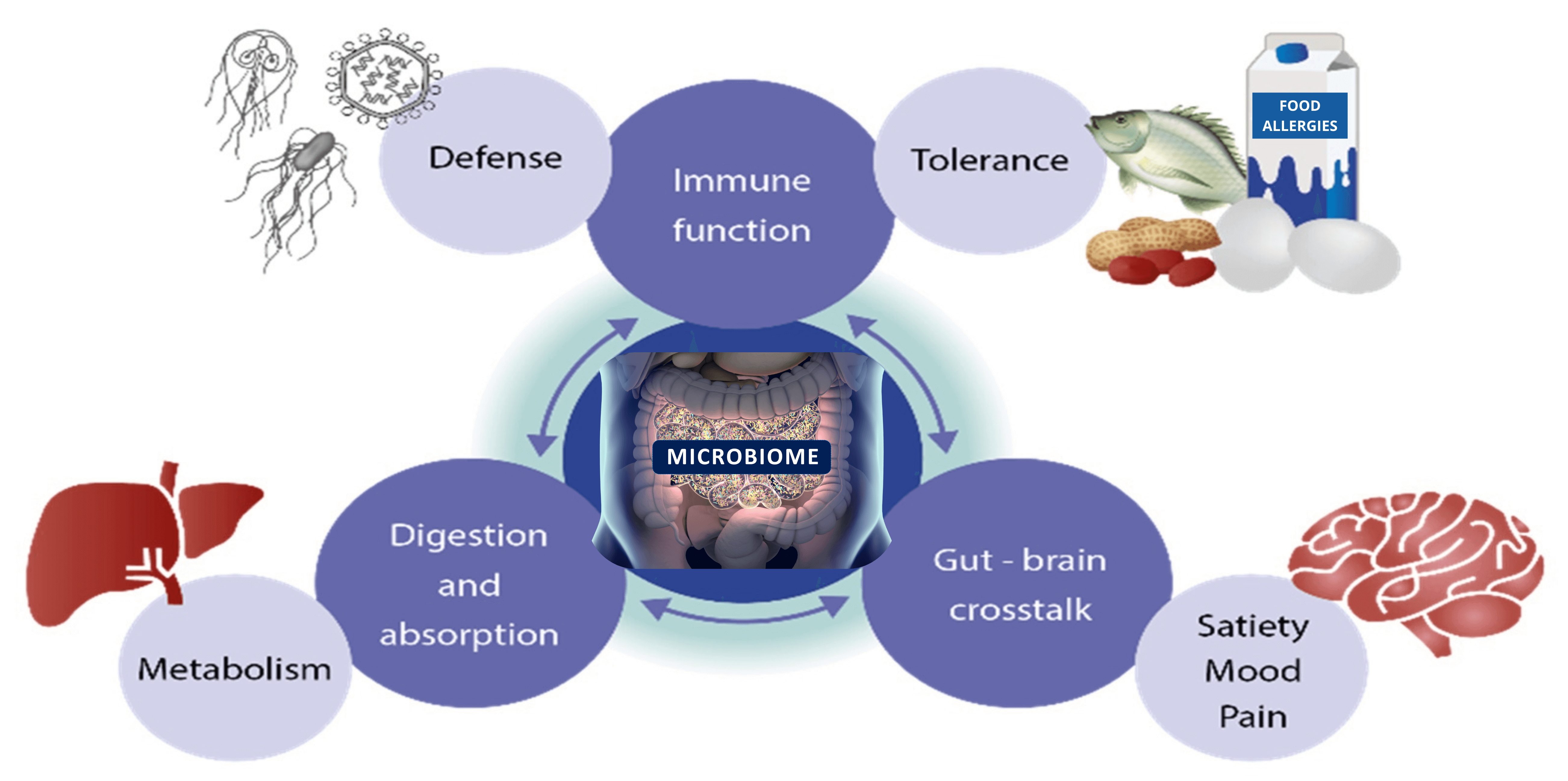 Diagram depicting the central role of your gut microbiome in metabolism, immune strength, and brain function.