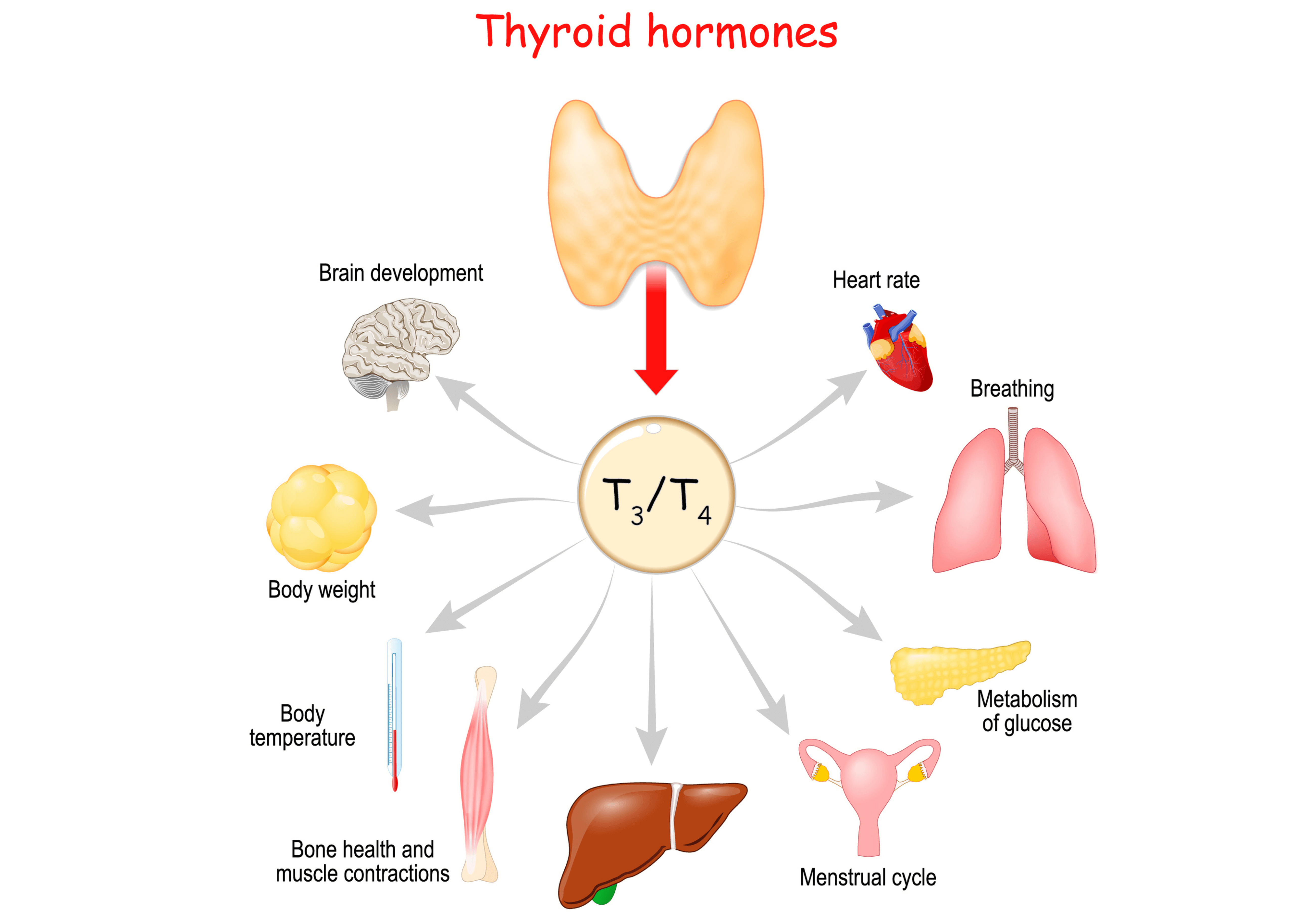 Diagram depicting the role of the thyroid and thyroid hormones, including metabolism and body weight.